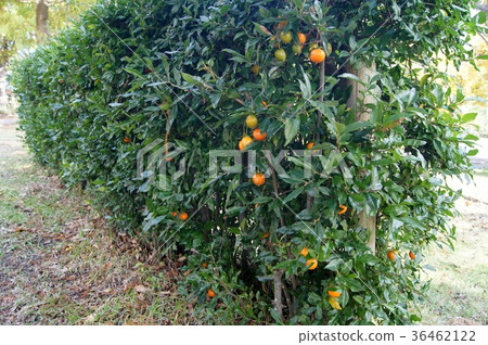 水果Shent Kiwakigaki的樹籬 水果Shent Kiwakigaki的樹籬 36462122