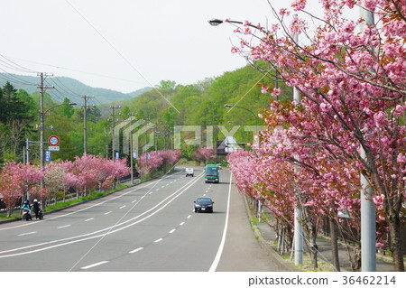 Noboribetsu Onsen Do Yaezakura 36462214