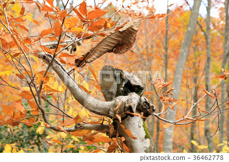 Agariko of beech Manami Shiomimachi Agariko of beech Manami Shiomimachi 36462778