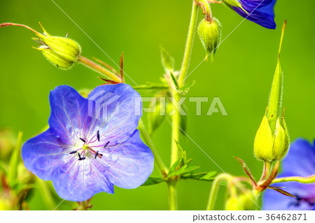 Geranium, meadow cranesbill 36462871