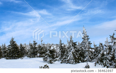 Snowy Czech peak of the mountain 36462897