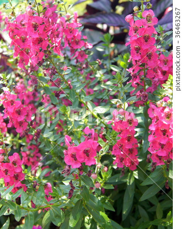 Angelonia 36463267