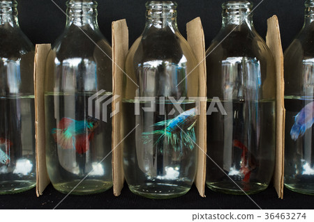Fighting Fish Fighting Fish 36463274