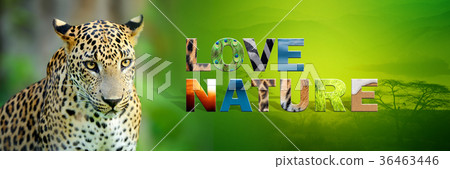 Leopard with text Love Nature 36463446