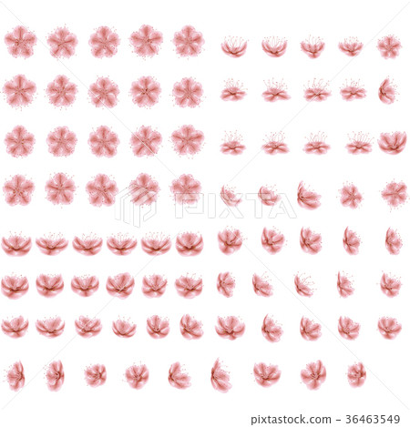 Set of eighty two blossoming sakura Japanese Set of eighty two blossoming sakura Japanese 36463549