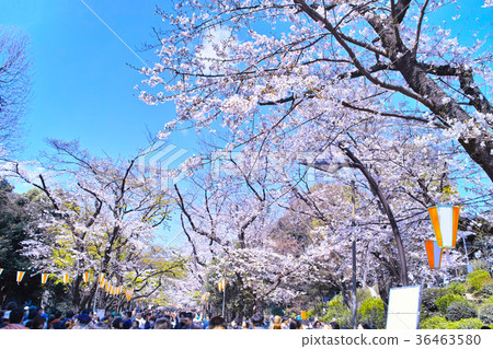觀看在上野公園的櫻花 36463580