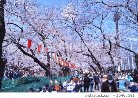 觀看在上野公園的櫻花 36463581