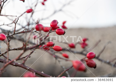 Ripe rosehips close up Ripe rosehips close up 36463691