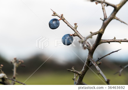 Blackthorn berries close up Blackthorn berries close up 36463692