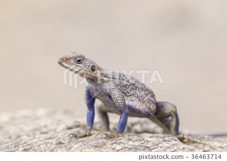Mwanza flat-headed rock agama, Serengeti National Mwanza flat-headed rock agama, Serengeti National 36463714