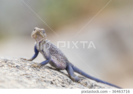 Mwanza flat-headed rock agama, Serengeti National 36463716
