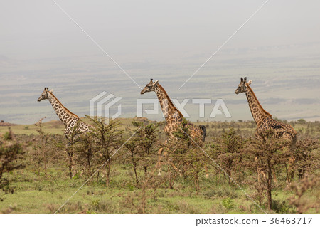 Wild giraffes in Serengeti national park, Tanzania 36463717