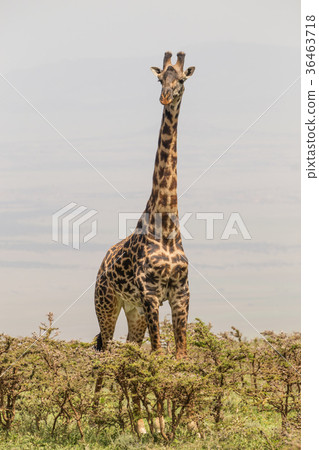 Solitary giraffe in Amboseli national park, Kenya. Solitary giraffe in Amboseli national park, Kenya. 36463718