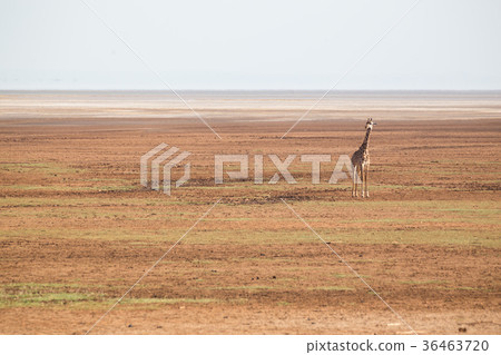 Solitary giraffe in Amboseli national park, Kenya. 36463720