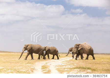 Herd of wild elephants in Amboseli National Park 36463754