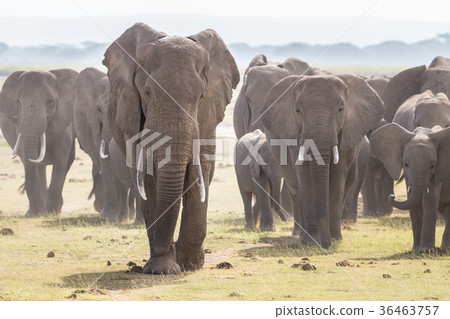 Herd of wild elephants in Amboseli National Park 36463757
