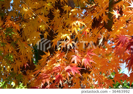 Autumn leaves, yellow leaves, brown leaves Autumn leaves, yellow leaves, brown leaves 36463992