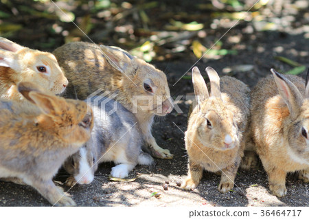 many rabbit at  Okunoshima, Japan 36464717