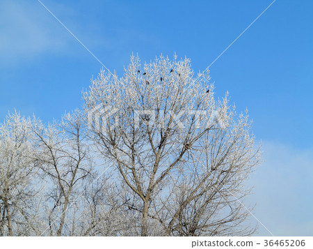 Crows on bare branches covered with frost 36465206
