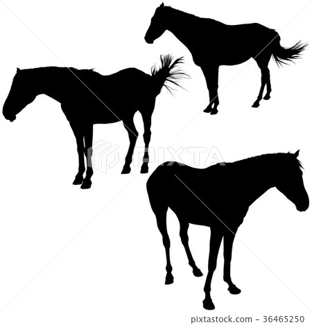 Horse Silhouette Collection 36465250