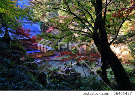 The inner shrine of autumn leaves 36465457