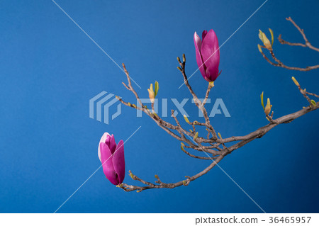 magnolia tree blossom 36465957