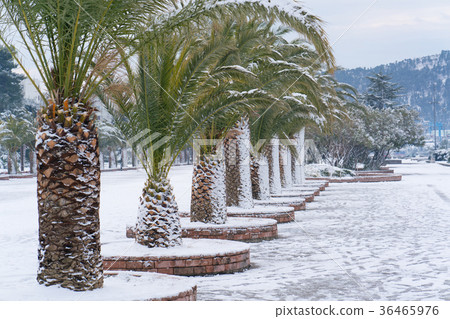 Leavs of palm trees covered with snow 36465976