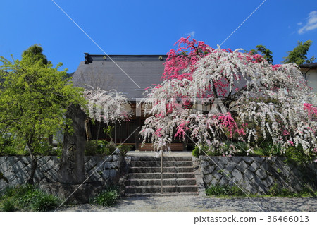 Genpeira哭泣的桃子未定的寺廟Kashimura Genpeira哭泣的桃子未定的寺廟Kashimura 36466013