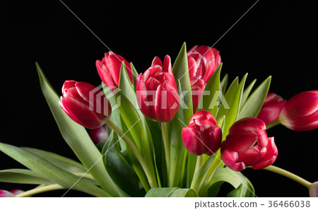 bouquet of red tulips bouquet of red tulips 36466038