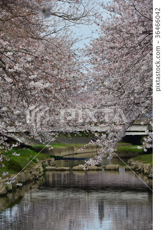 Sakura of Fukiage and Motoarakawa Sakura of Fukiage and Motoarakawa 36466042