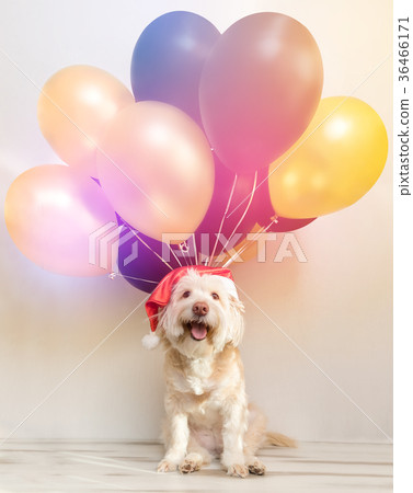 Pet in New Year cap with inflatable balls Pet in New Year cap with inflatable balls 36466171