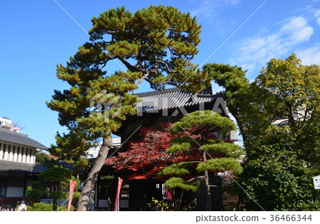 泉岳寺 泉岳寺 36466344