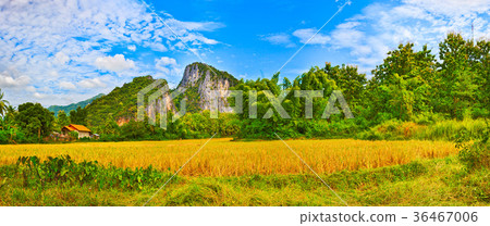 Rice field and mountains. Laos Rice field and mountains. Laos 36467006