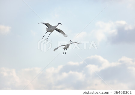 Two cranes flying in the blue sky (Hokkaido · Tsurui) 36468301