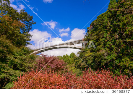 [Shizuoka Prefecture] Suzu River Valley Autumn leaves Suzu Valley Bridge 36468877