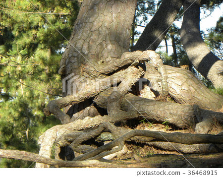 黑鬆的浮動根在老Inage海岸的一個杉木森林裡 36468915