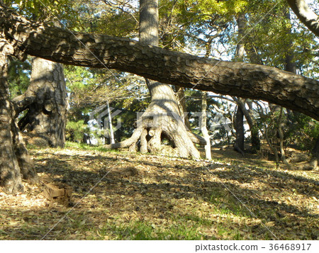 黑鬆的浮動根在老Inage海岸的一個杉木森林裡 36468917