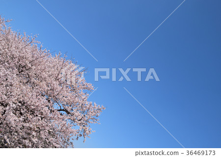 Aii Yoshino Aozora 36469173