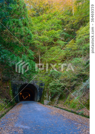 [Shizuoka] Former Amagi Tunnel, Kawazu side 36469359