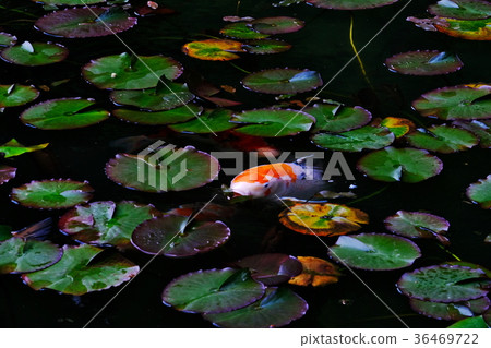 Pond of monet 36469722