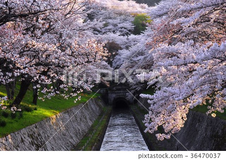 大津市琵琶湖運河1號隧道附近盛開的櫻花 36470037