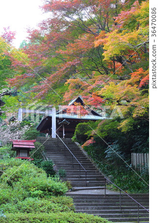 京都秋天Hinata Ojingu神社 36470086