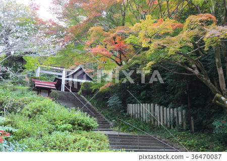 京都秋天Hinata Ojingu神社 京都秋天Hinata Ojingu神社 36470087