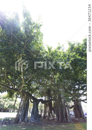 Hawaii's banyan tree Hawaii's banyan tree 36471234