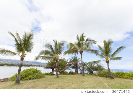 North Shore North Shore 36471445