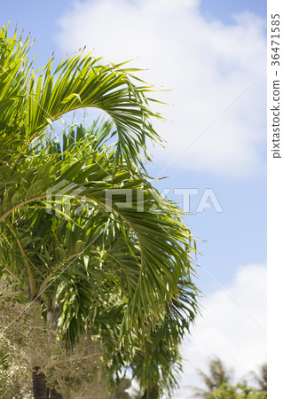Hawaii palm trees and blue sky Hawaii palm trees and blue sky 36471585
