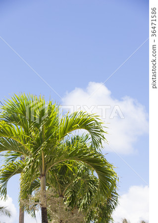 Hawaii palm trees and blue sky Hawaii palm trees and blue sky 36471586