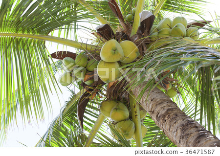 Hawaii palm trees Hawaii palm trees 36471587