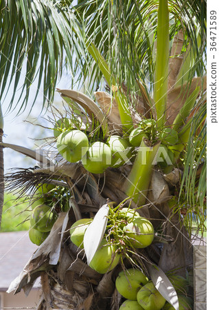 Hawaii palm trees Hawaii palm trees 36471589