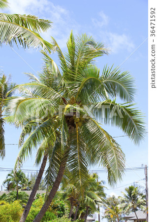 Hawaii Waimanalo palm trees Hawaii Waimanalo palm trees 36471592